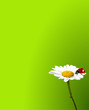 Vektor: Ladybug on chamomile background Ladybug on chamomile background