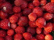 Rote Walderdbeeren