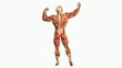 localisation des muscles fessiers sur un écorché