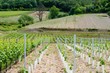 Weinanbau