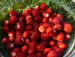 Walderdbeeren im Sonnenlicht