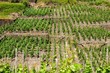 Weinanbau Altenahr