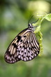 papillon noir et blanc profil