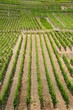 Landschaft Rheinland-Ahr