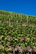 Landschaft Rheinland-Ahr