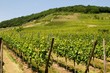 Weinanbau