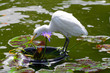 Egret.. Egret..