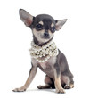 chiot chihuahua
