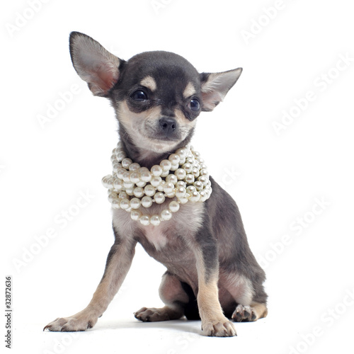 Photo : chiot chihuahua chiot chihuahua