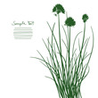Chive / Schnittlauch