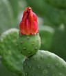 tacinga inamoena