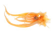 Cuttle Fish Head, , Soften With Water And ready For Cooking Cuttle Fish Head, , Soften With Water And ready For Cooking