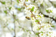 flower and bee