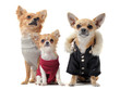chihuahuas habillés