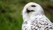 white owl