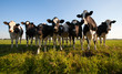 Dutch cows