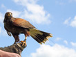 Photo: bird of prey bird of prey