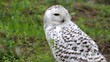 beautiful white owl
