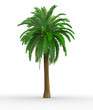 Palm