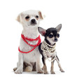 chihuahuas et collier
