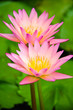 Pink waterlilies