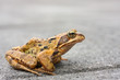 Frosch