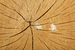 Cross Section Tree Stump with Bird Mess Splatter Cross Section Tree Stump with Bird Mess Splatter