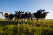 Dutch cows