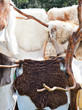 Fur sale