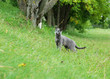 Russian Blue Cat on the grass