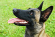 Closeup face of Belgian Malinois Dog