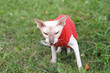 Closeup of Sphinx Cat lying on the grass with red wear