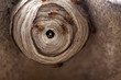 Wasp Nest