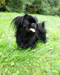 Pekingese dog on the grass