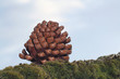 Piña abierta