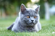 British cat