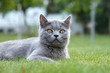 British cat on the green garden grass. Straight view and hunting