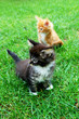 Young Yellow Maine Coon Cat. On the grass.