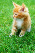 Young Yellow Maine Coon Cat. On the grass.