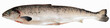 Salmone fresco