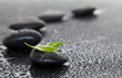 Massage stones with leaf