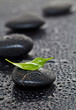 Massage stones with leaf
