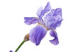 Irises flower