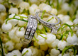 Wedding rings on the flowers