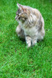 Maine Coon Cat. Sitting On the grass.