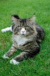 Maine Coon Cat. On the grass.