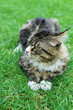 Maine Coon Cat. On the grass.