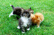 Little Maine Coon Cats. Playing On the grass.