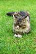 Maine Coon Cat. On the grass.