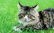 Maine Coon Cat. On the grass.